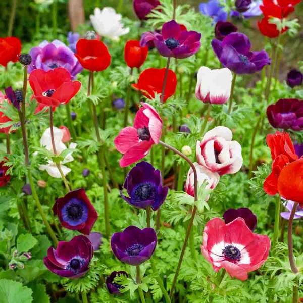 Bulbes à fleurs à planter au printemps - Anémone Coronaria De Caen en Mélange (x15) - face recto